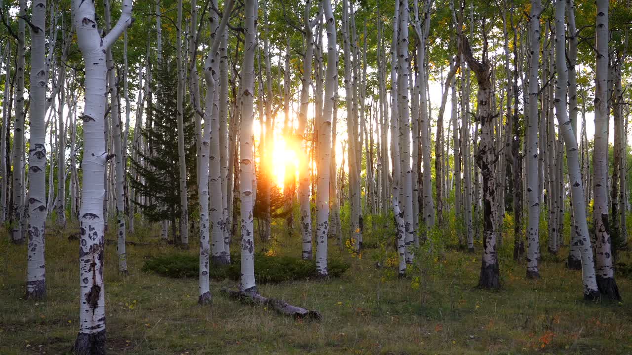 Quaking Aspen San Isabel White River National Forest sunrise sunset golden hour morning sun flare colors fall autumn foliage leaf peeping Kebler Pass Colorado Trail Telluride Vail Mount Shavano static
