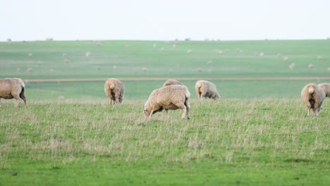 sheep grazing peacefully on a lush green field