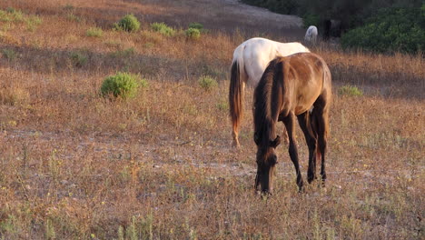 General-shot-of-horses-grazing-in-a-dry-meadow-during-sunset