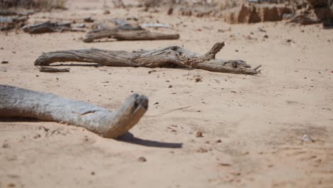 Abgestorbene-Äste-Verstreut-In-Einem-Abgelegenen-Wüstenfeld-Im-Australischen-Outback