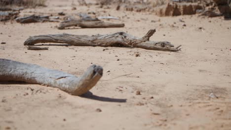 ramas de árboles muertos esparcidas en un campo desértico remoto en el interior de australia