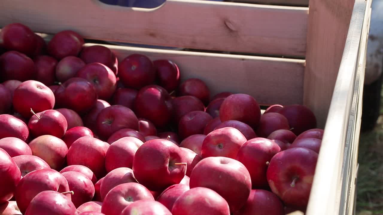 Cart full of apples after picking, workers sorting apples in farm. Juicy red apples, close up