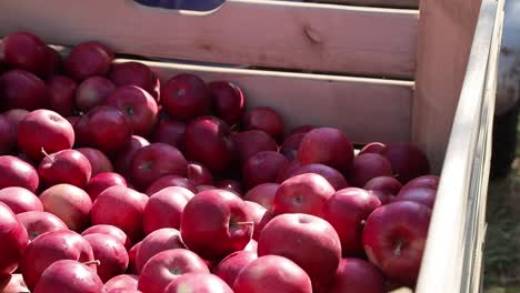 cart full of apples after picking, workers sorting apples in farm. juicy red apples, close up