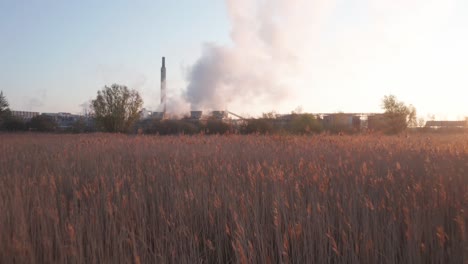 fábrica de acero durante el amanecer con campo de grano en primer plano