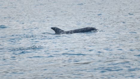 Primer-Plano-De-Un-Grupo-De-Delfines-En-El-Mar-Azul