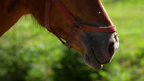 close-up of a horse's muzzle wearing a red halter, with flies buzzing around in the sunlight