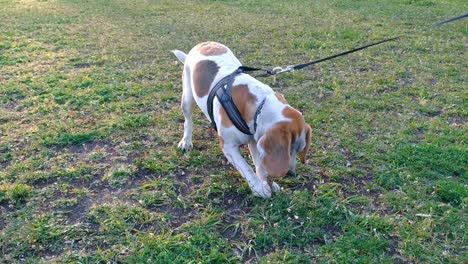 Domestic-beagle-dog-eating-grass-for-digestion