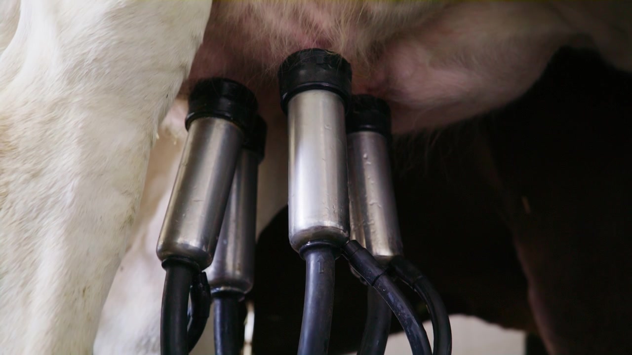 Close-up shot showing fresh white milk flowing through the clear plastic tubes of a mechanical milking machine on a cow.