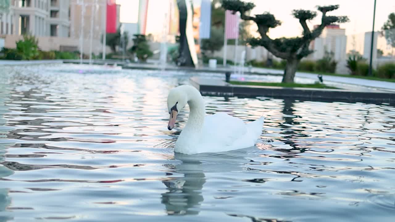 Swan shaking it's head in slow motion on an urban fountain in Zen garden