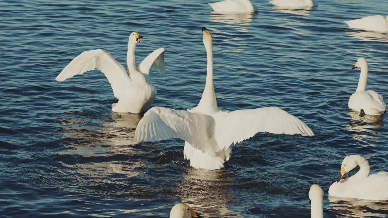 Swans on Water