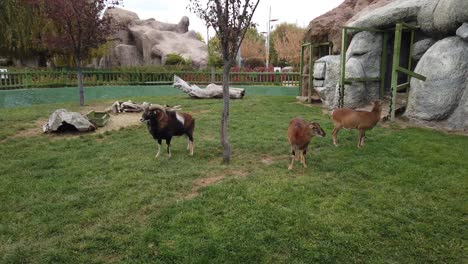 european mouflon male and female walking around in te zoo