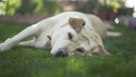 Sleepy-dog-laying-on-grass,Labrador-3