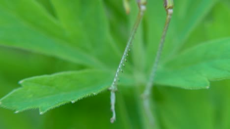 green grasshopper on leaves