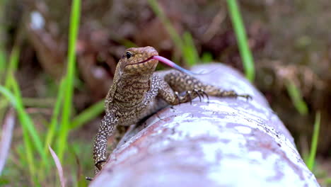 Asian-water-monitor-lizard-on-fallen-tree-sticking-its-tongue-out