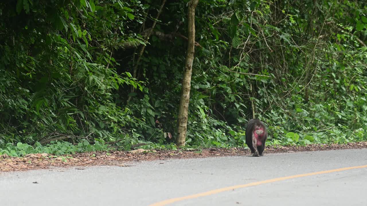 곰 원숭이, macaca arctoides