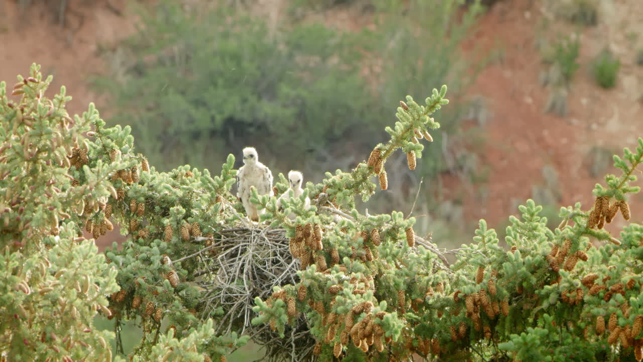 halcones de cola roja bebé en el nido en la parte superior de un pino en viento fuerte mirando hacia la cámara