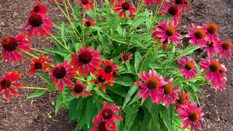 a bunch of pink sunflowers on a small plant with the flies and bees on it