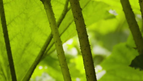 detalle del cultivo de plantas gunnera manicata con espina puntiaguda en hojas y tallos