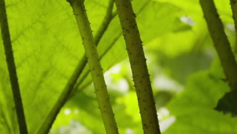 detail of growing gunnera manicata plants with spiky thorn on leaves and stems