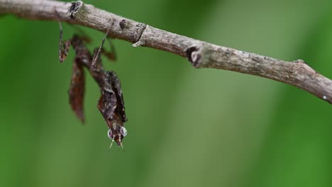 Mantis-Religiosa,-Parablepharis-Kuhlii,-Alejada-Mientras-Colgaba-De-Una-Ramita-Mientras-Vibraba-Sus-Antenas