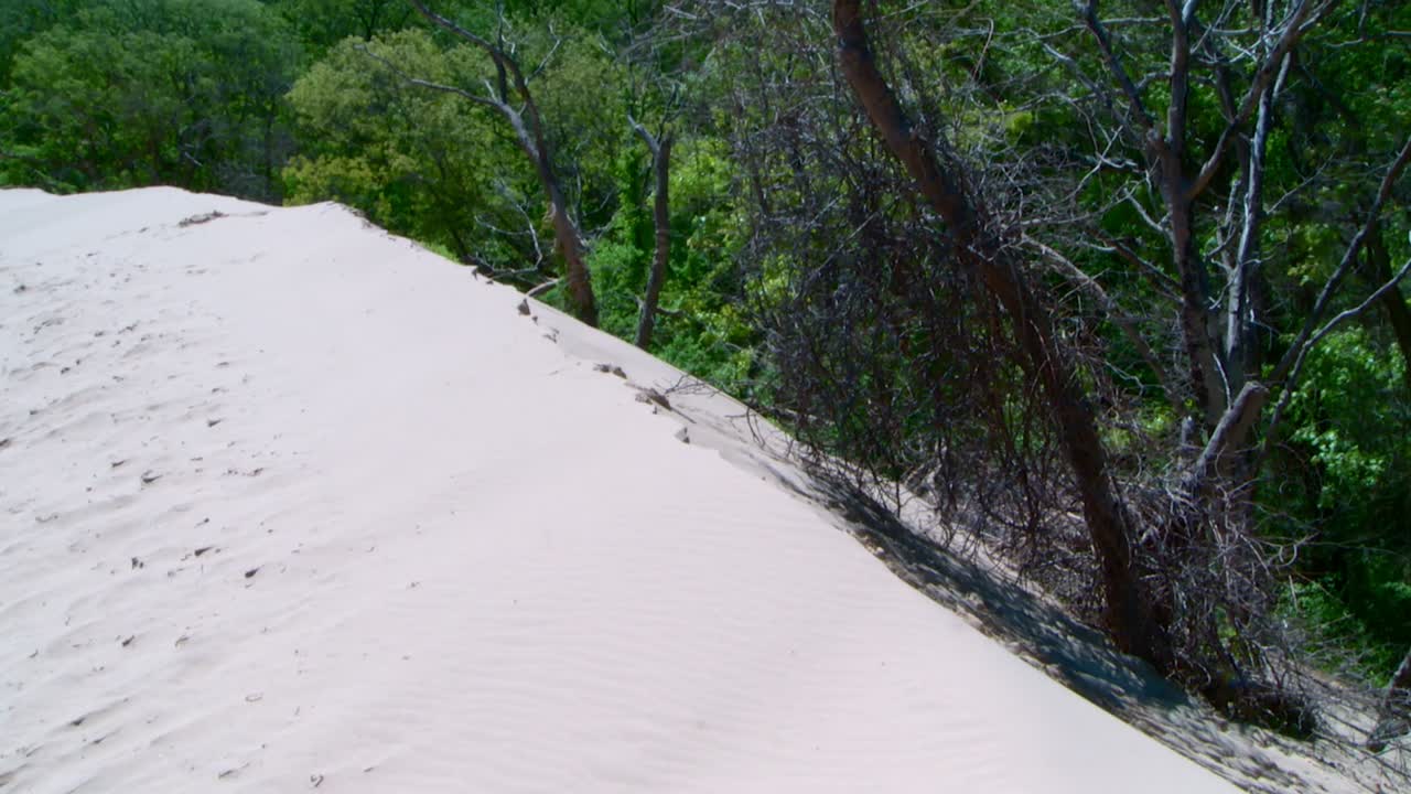 Sand Dune Landscape with Trees