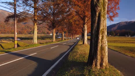 Escena-Del-Amanecer-De-Otoño-Mientras-Los-Autos-Conducen-A-Lo-Largo-De-Una-Carretera-Arbolada-En-Shiga,-Japón