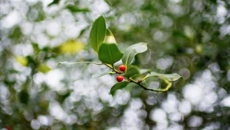 green leafs moving in the wind, slowmotion in 4k