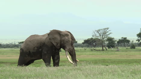 african elephant lock shot of big bull in the grasslands,amboseli n