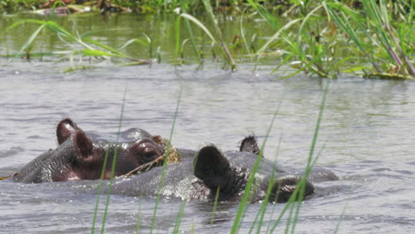 a hippo with a reed stuck on it's head - close up