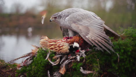 hawk eating a pheasant by a pond