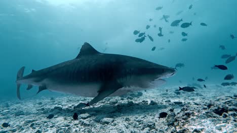 tiger shark in the waters of fuvahmulah, maldives.