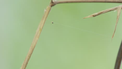 orb weaver spider building a big strand of its intricate web