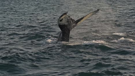 a powerful whale raises its iconic fluke high above the water's surface as it performs a deep dive in the rich whale-watching grounds of húsavík, iceland