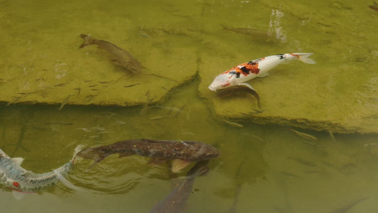 연못에서 수영하는 잉어 물고기