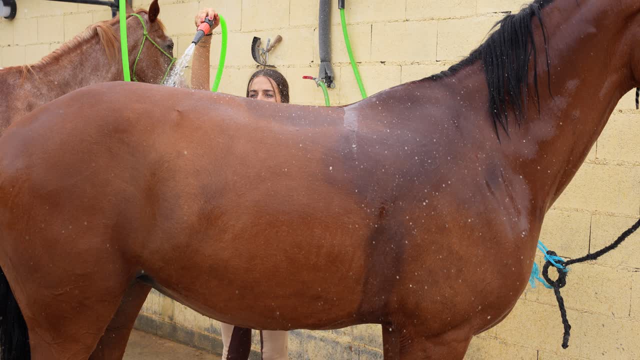 Horses getting washed