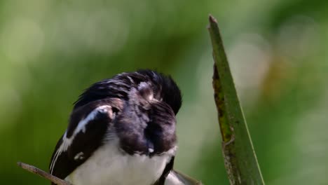 Das-Orientalische-Elsternrotkehlchen-Ist-Ein-In-Thailand-Sehr-Verbreiteter-Sperlingsvogel,-In-Dem-Er-überall-Zu-Sehen-Ist