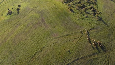 drone shot of rolling green countryside and agricultural fields with sheep on sunny day