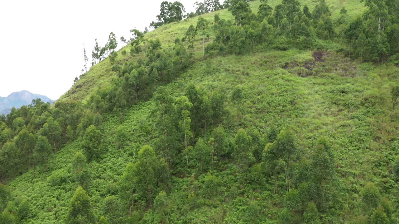 área forestal en munnar kerala