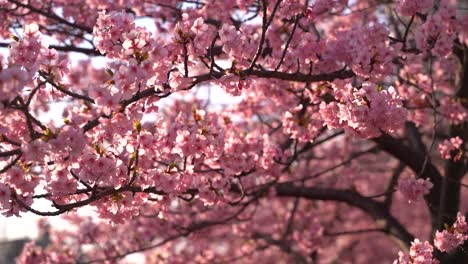 hermosas flores de cerezo de sakura ondeando suavemente en el viento primer plano