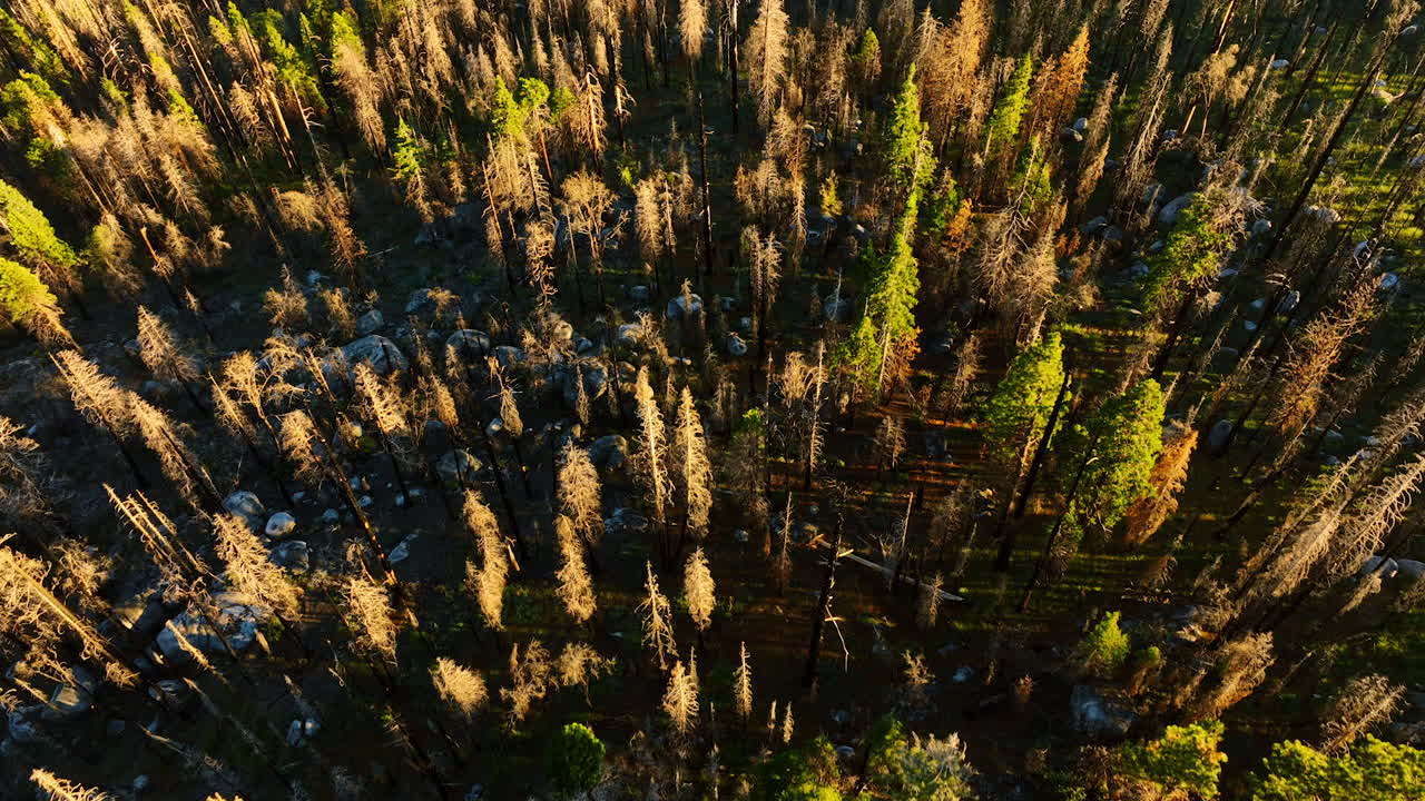 Dry and green pine trees growing in the Sierra National Forest, California, USA. Numerous stone boulders among the trees. Aerial view.