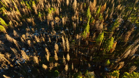 dry and green pine trees growing in the sierra national forest, california, usa. numerous stone boulders among the trees. aerial view.