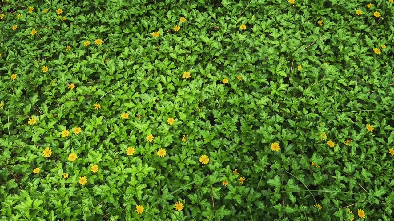 Inquadratura statica di copertura del terreno Singapore Daisy che ondeggia dolcemente con numerosi fiori giallo brillante che formano un denso tappeto verde in un giardino