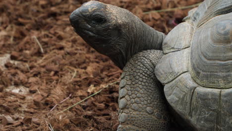 la tortuga gigante de aldabra se queda quieto, levanta la cabeza