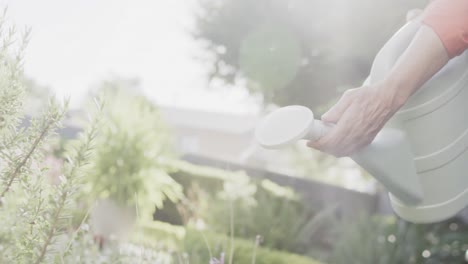 Midsection-of-senior-caucasian-woman-watering-plants-in-garden,-slow-motion