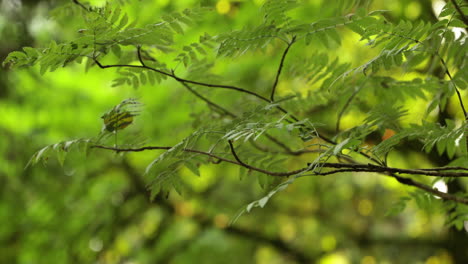 Close-Up-of-Green-Leaves-in-a-Sunny-Forest-in-4K