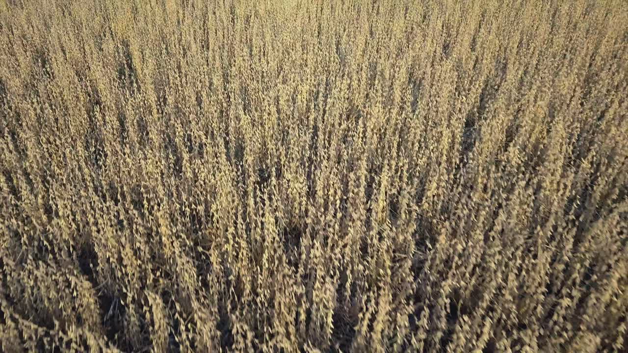 фермер на среднем западе убирает урожай с соевого поля с помощью комбайна, трактора и тележки со шнеком