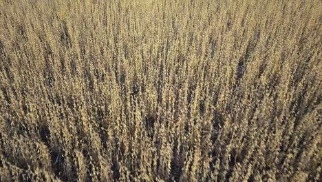 Un-Agricultor-Del-Medio-Oeste-Cosechando-Un-Campo-De-Soja-Con-Una-Cosechadora,-Un-Tractor-Y-Un-Vagón-De-Barrena