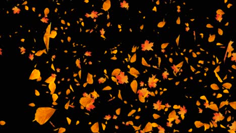 yellow maple autumn leaves falling to ground dust wind storm wind leaf loop background animation