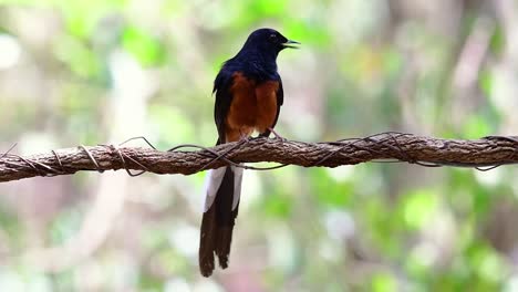 White-rumped-Shama-Perched-on-a-Vine-with-Forest-Bokeh-Background,-Copsychus-malabaricus,-original-speed