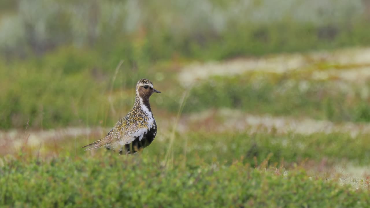 유럽 골든플로버 (pluvialis apricaria) - 노르웨이의 도브레펠 달스필라 국립공원